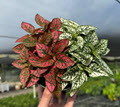 6" Hypoestes Splash Multi Colors Same Pot